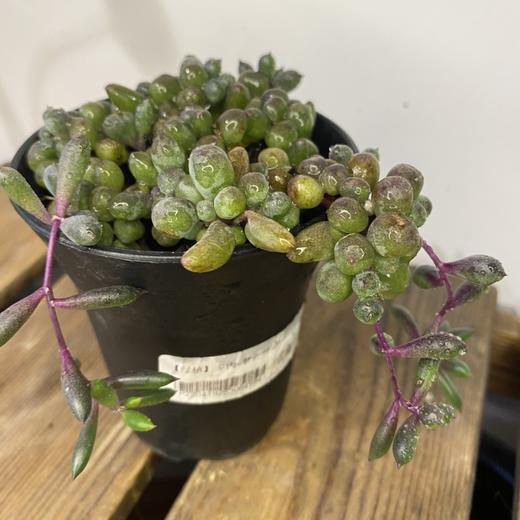 【绿植】多肉-紫玄月 商品图1