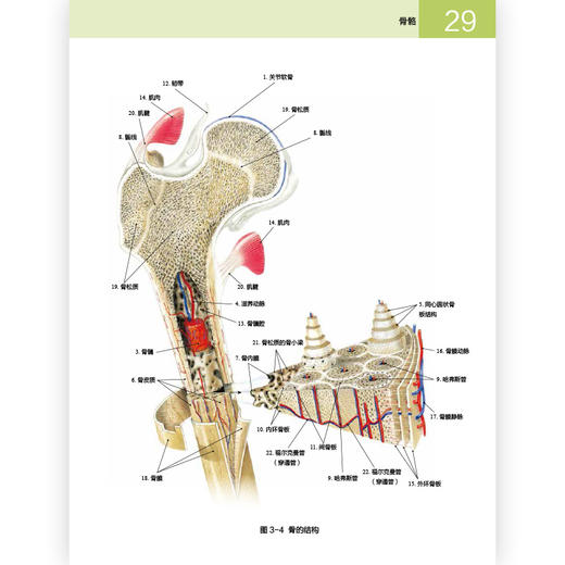后浪正版 人体解剖学常用词图解 实用人体解剖学入门指导 解剖学术语释义+图解+涂色练习 商品图3