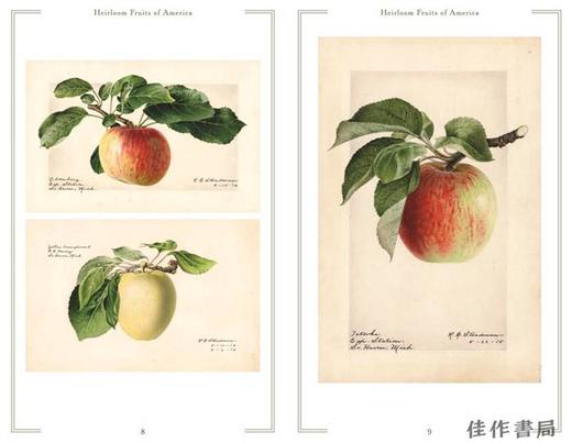 Heirloom Fruits of America: Selections from the USDA Watercolor Pomological Collection/美洲原生水果：美国农业部果 商品图2