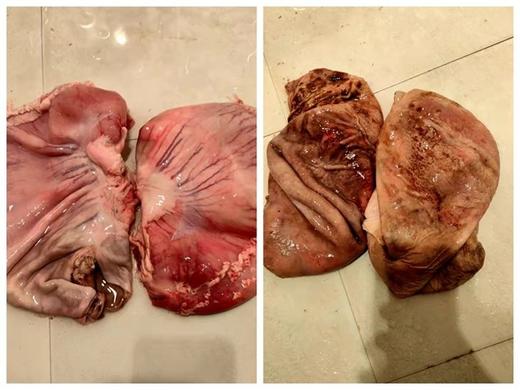 山猪肚1千克左右/只 商品图0