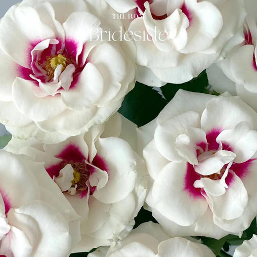 德芮尔桥边之约单头玫瑰花10支 商品图4