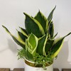【绿植】荷花兰 商品缩略图1