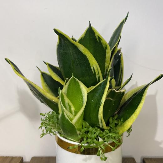 【绿植】荷花兰 商品图1