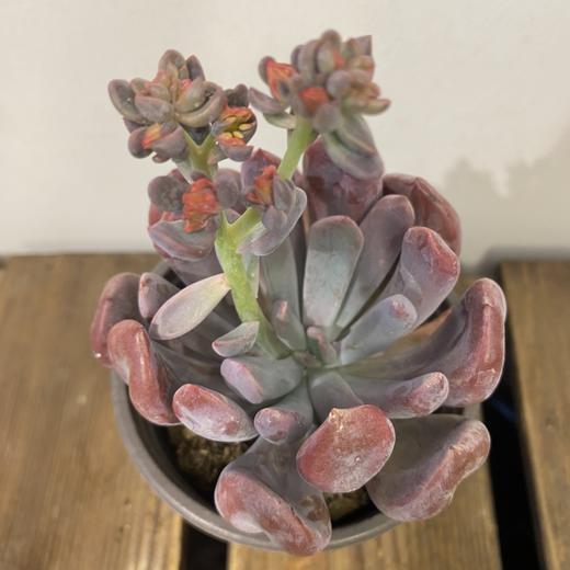 【绿植】多肉-特玉莲/丘比特 商品图1