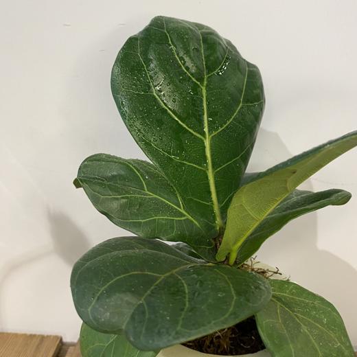 【绿植】琴叶榕 商品图1