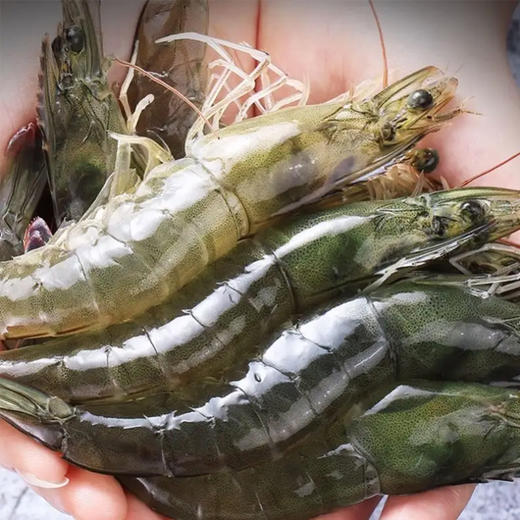 【39.8元2斤】散30-40青虾（1500141） 商品图0