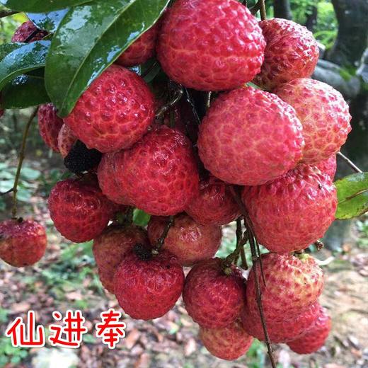 仙进奉 荔枝 1箱（3斤） 商品图0