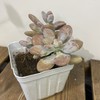 【绿植】多肉-桃蛋 商品缩略图0