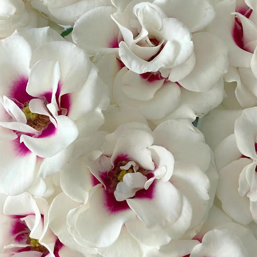 德芮尔桥边之约单头玫瑰花10支 商品图5