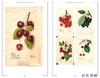 Heirloom Fruits of America: Selections from the USDA Watercolor Pomological Collection/美洲原生水果：美国农业部果 商品缩略图4