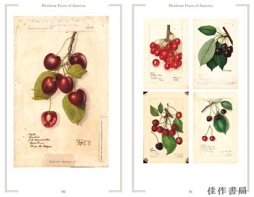 Heirloom Fruits of America: Selections from the USDA Watercolor Pomological Collection/美洲原生水果：美国农业部果 商品图4