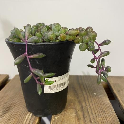 【绿植】多肉-紫玄月 商品图0