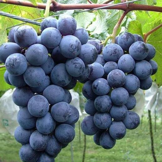 无籽巨峰葡萄 商品图0