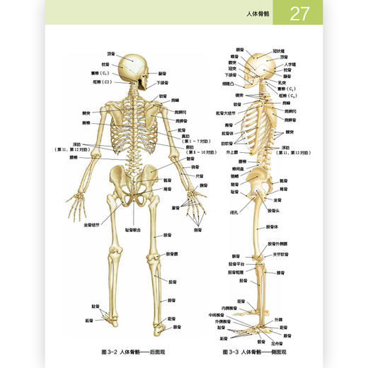 后浪正版 人体解剖学常用词图解 实用人体解剖学入门指导 解剖学术语释义+图解+涂色练习 商品图2