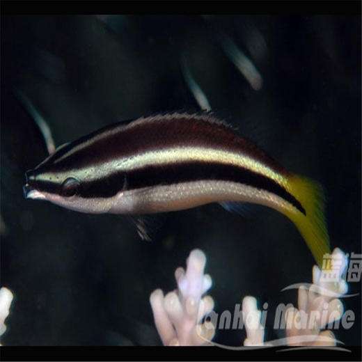 黄尾医生 商品图1