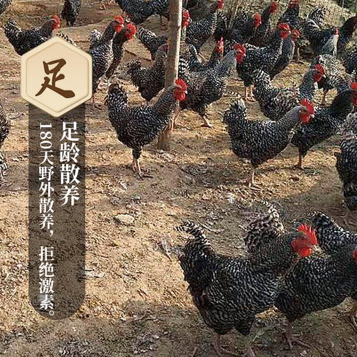 【梅州茶阳镇】芦花鸡 · 散养无公害 · 肉质细腻筋道 商品图1