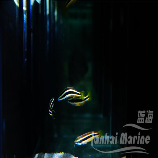 黄尾医生 商品图3