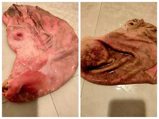 山猪肚1千克左右/只 商品图1