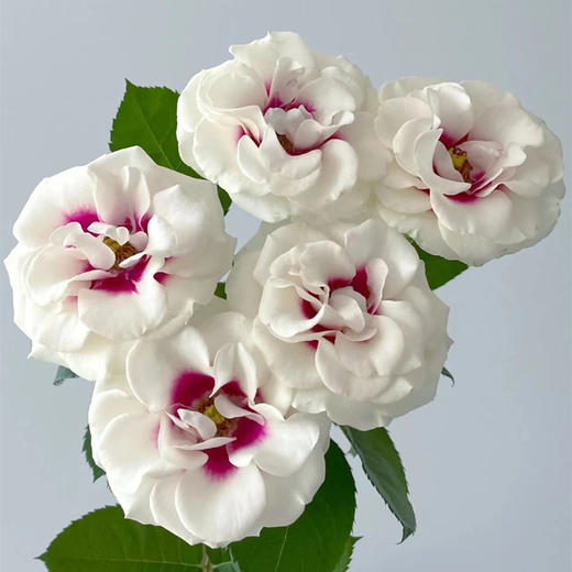 德芮尔桥边之约单头玫瑰花10支 商品图2