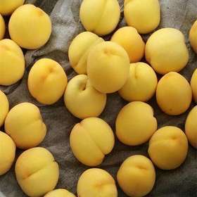 桃太郎陕西黄桃