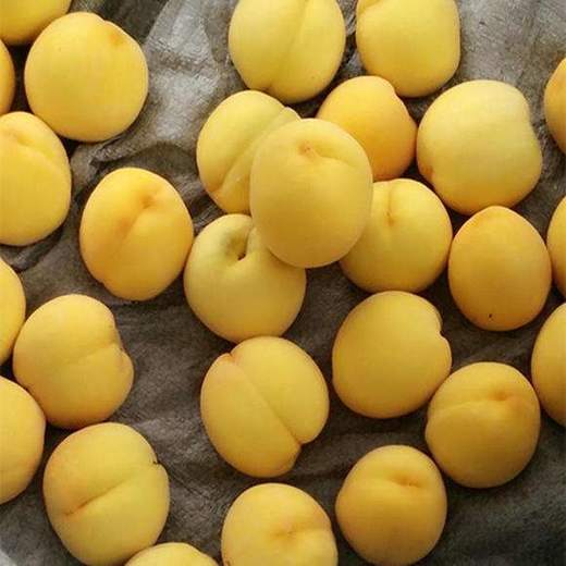 桃太郎陕西黄桃 商品图0