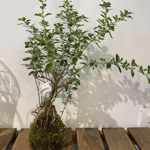 【绿植】六月雪 商品图0