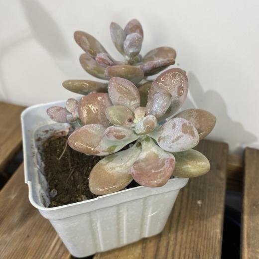 【绿植】多肉-桃蛋 商品图1