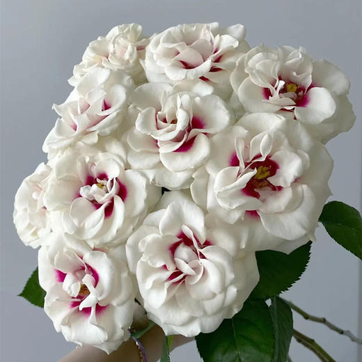 德芮尔桥边之约单头玫瑰花10支 商品图1