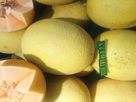 新疆哈密瓜一个（拼团）