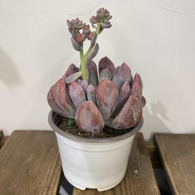 【绿植】多肉-特玉莲/丘比特