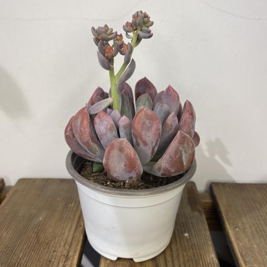 【绿植】多肉-特玉莲/丘比特 商品图0