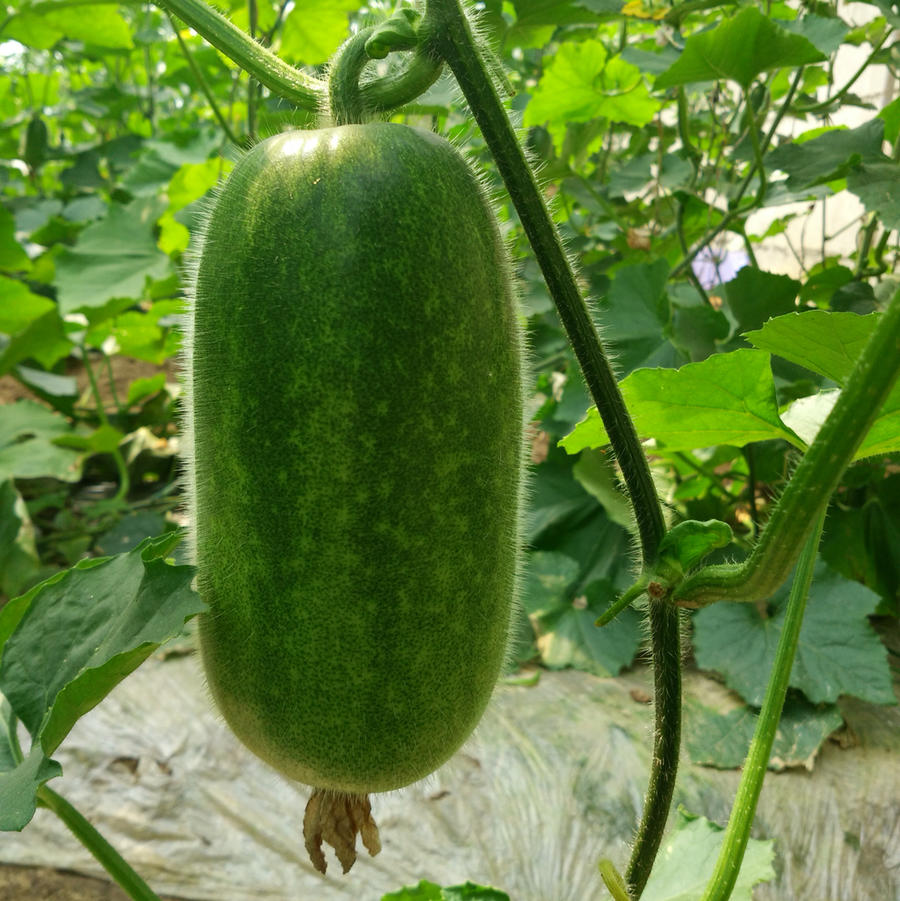 生态小冬瓜 | 肉质洁白 | 石嫣农场 * Eco-friendly Baby Wax Gourd