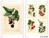 Heirloom Fruits of America: Selections from the USDA Watercolor Pomological Collection/美洲原生水果：美国农业部果 商品缩略图3