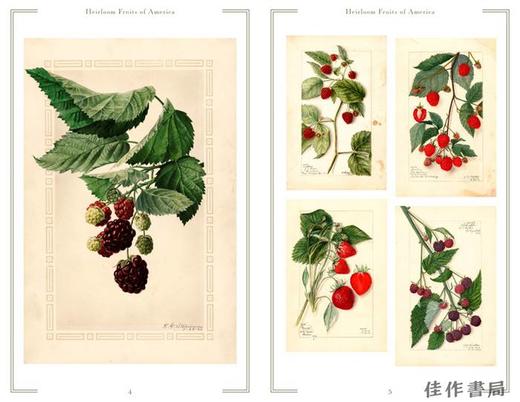 Heirloom Fruits of America: Selections from the USDA Watercolor Pomological Collection/美洲原生水果：美国农业部果 商品图3