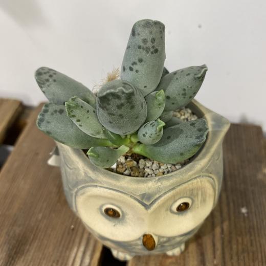 【绿植】多肉-海豹 商品图1