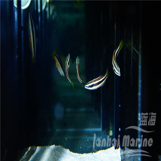 黄尾医生 商品图2