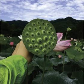 三伏天吃“脾之果”，宁神去心火