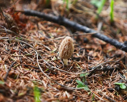 雪山野生羊肚菌（干货） 商品图1