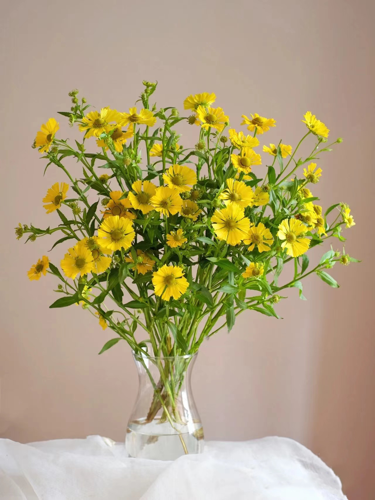 油画小菊（3枝）