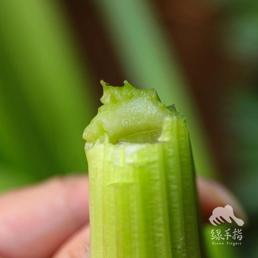生态河北西芹 | 合作生产*Eco-celery | Coproducted 商品图4