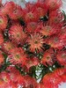 【南非花材】-烟花菊针垫/  红色  单枝 商品缩略图2