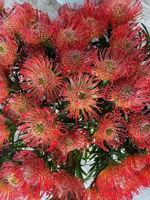【南非花材】-烟花菊针垫/  红色  单枝 商品图2
