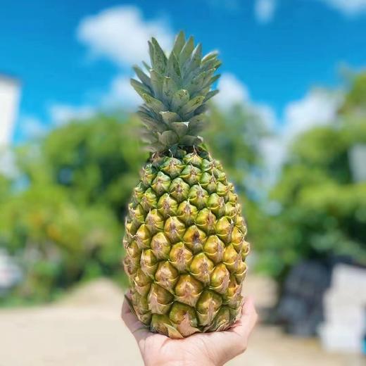 海南冬蜜凤梨   （购买前看详情）4.5-5斤 商品图0