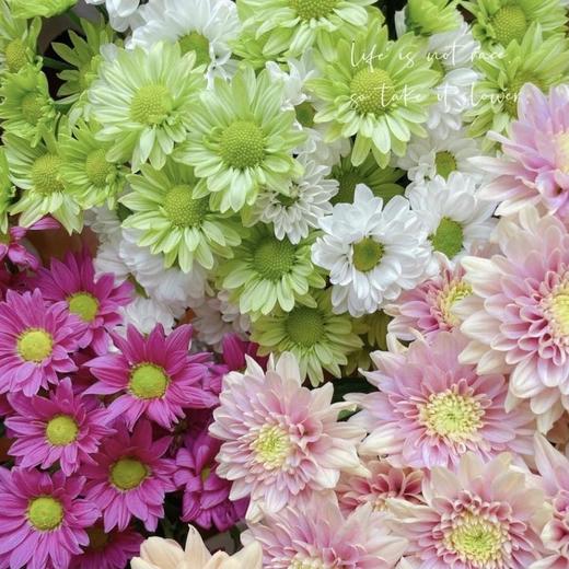 随机小菊（5支） 商品图0