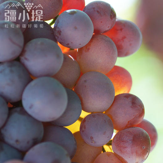 【4斤顺丰冷运】新疆葡萄当季应季水果新鲜玻璃翠无核白紫甜不酸 商品图5