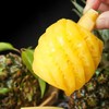 泰国小菠萝1000g/袋（每袋8-9个） 商品缩略图4
