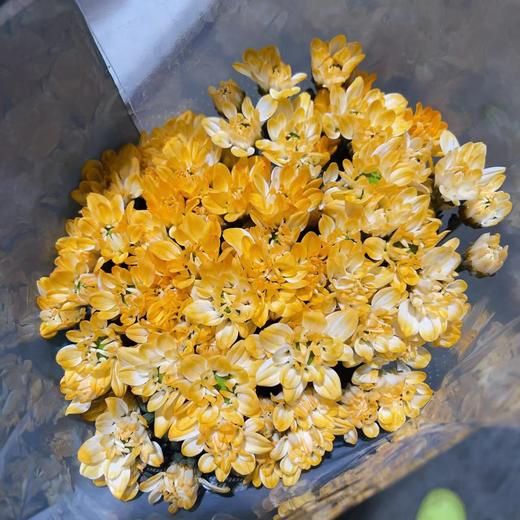 小菊 | 染色小菊橙色【人工吸染，有色差，慎重下单】 商品图0