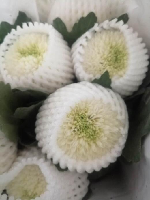 乒乓菊 白色AB 商品图0