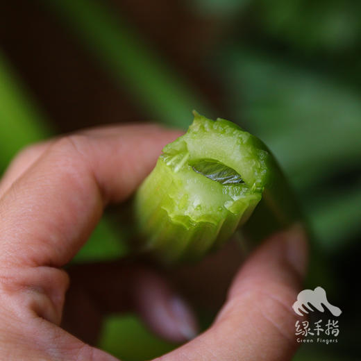生态河北西芹 | 合作生产*Eco-celery | Coproducted 商品图3