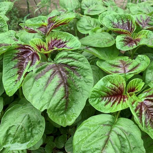 红苋菜有机种植农场自产wildamaranth